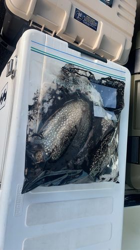 シリヤケイカの釣果