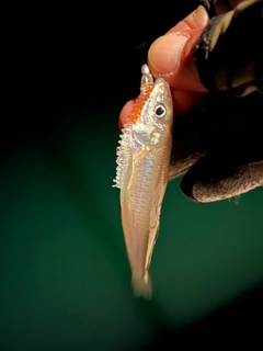 シロギスの釣果
