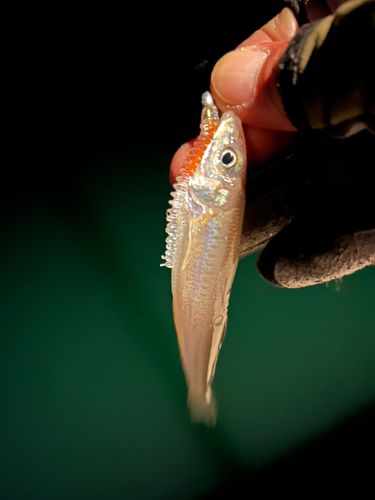 シロギスの釣果