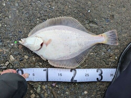 マガレイの釣果
