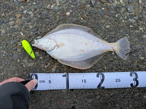 マガレイの釣果