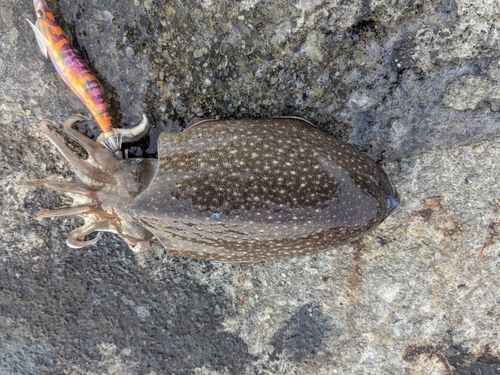 シリヤケイカの釣果