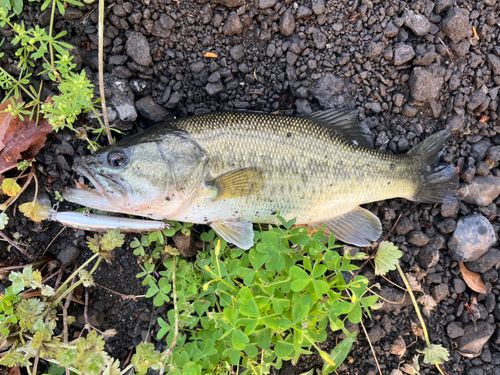ブラックバスの釣果