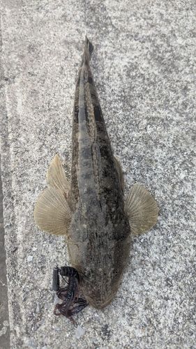 マゴチの釣果