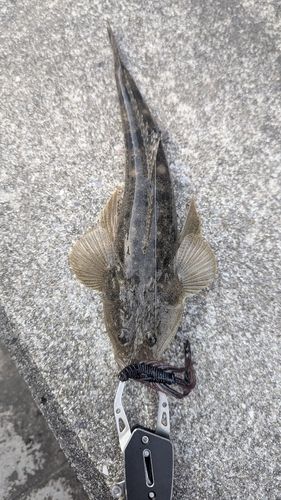 マゴチの釣果