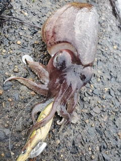 スミイカの釣果