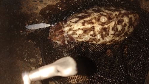 モンゴウイカの釣果