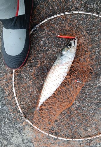 サバの釣果