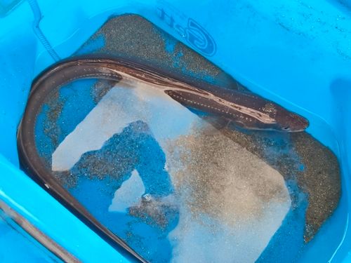 アナゴの釣果
