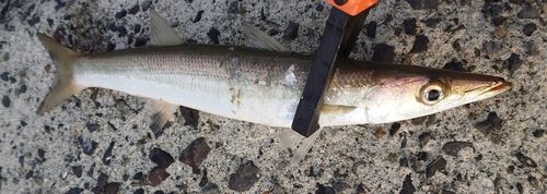 カマスの釣果