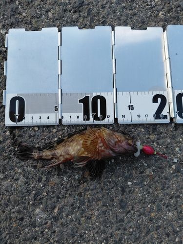 ガシラの釣果
