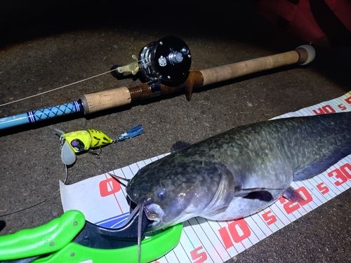 ナマズの釣果