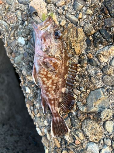 ガシラの釣果