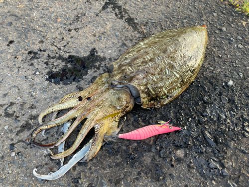 コウイカの釣果