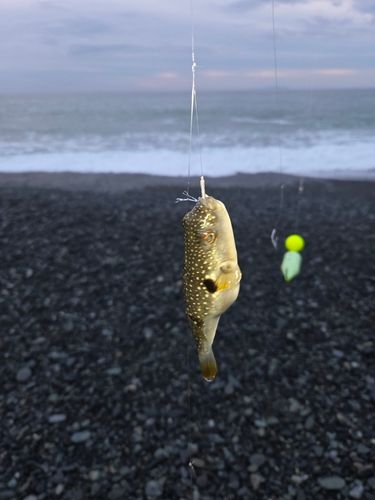 釣果