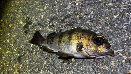 シロメバルの釣果