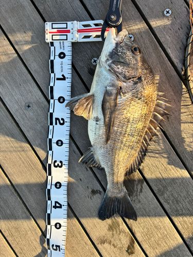 チヌの釣果
