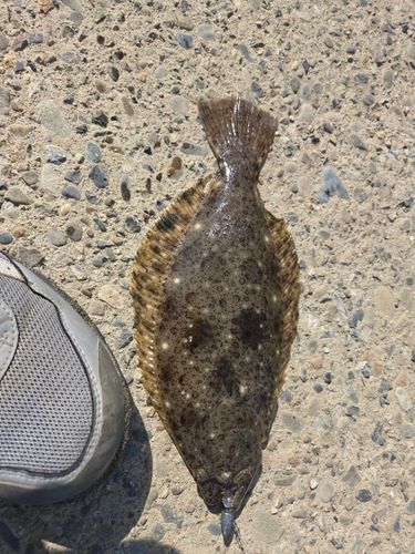 ヒラメの釣果