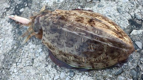 モンゴウイカの釣果