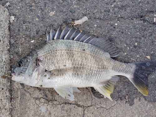 キビレの釣果