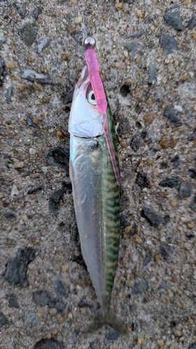 サバの釣果