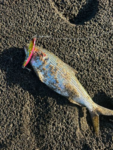 コノシロの釣果