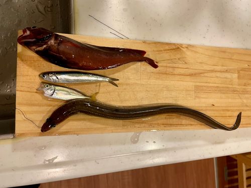 アナゴの釣果