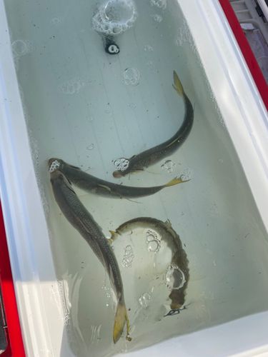 コノシロの釣果