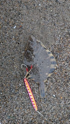 カワガレイの釣果