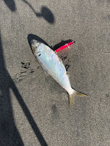 コノシロの釣果