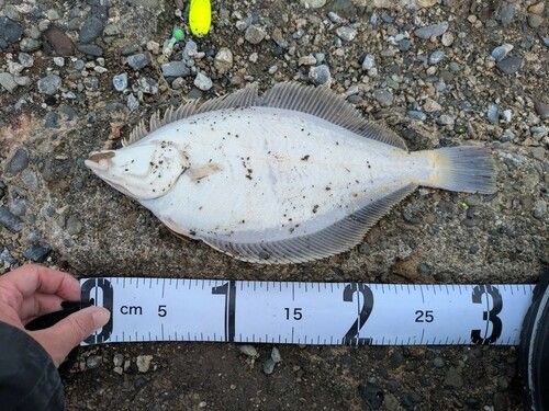 マガレイの釣果
