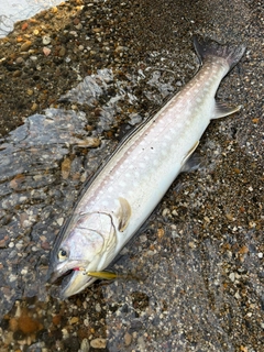 アメマスの釣果