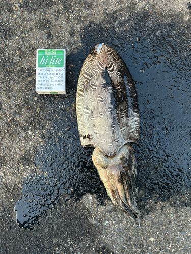 モンゴウイカの釣果