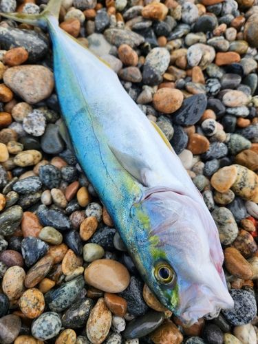 ツバイソの釣果