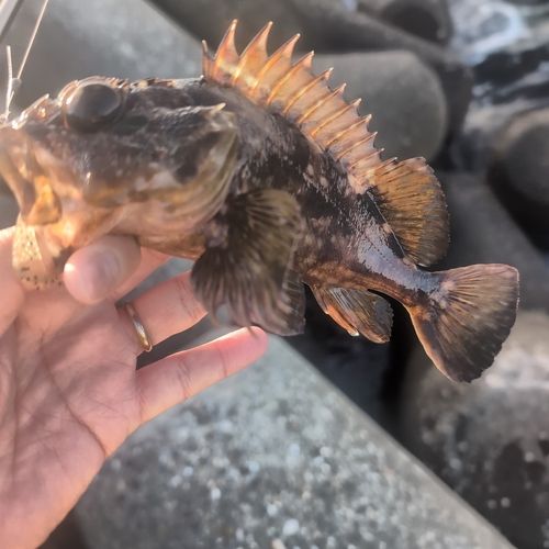 カサゴの釣果