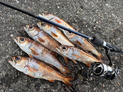 クロムツの釣果