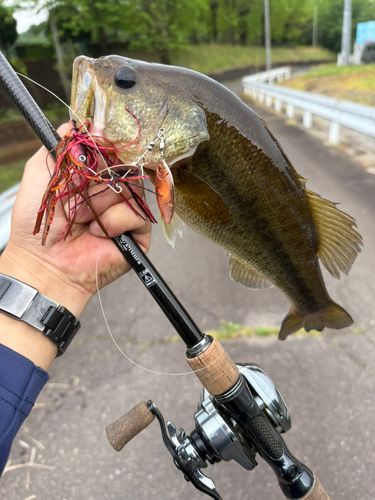 ラージマウスバスの釣果