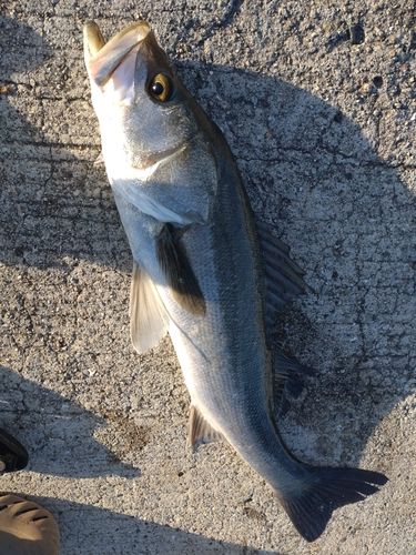 スズキの釣果