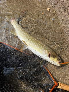 アメマスの釣果
