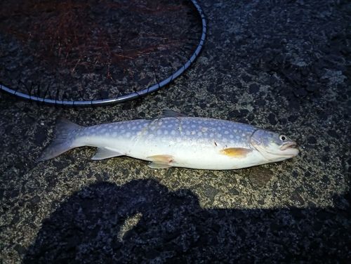 アメマスの釣果
