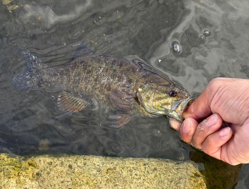 スモールマウスバスの釣果