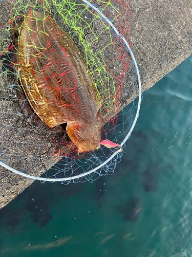 モンゴウイカの釣果