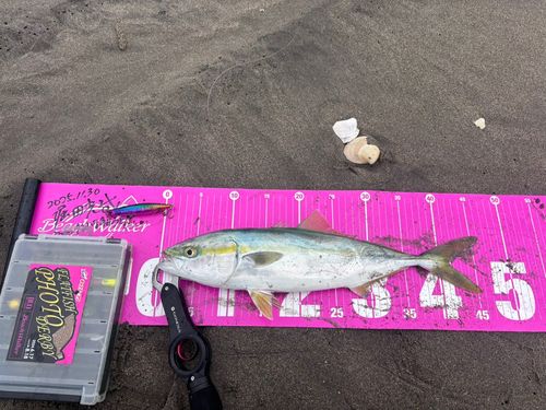 イナダの釣果
