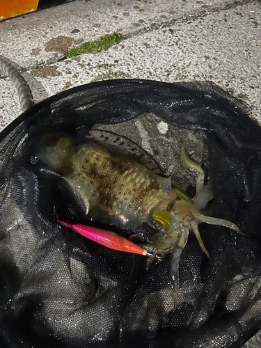 アオリイカの釣果