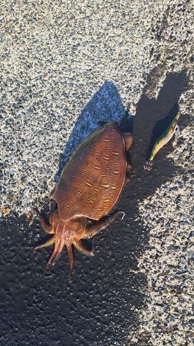 モンゴウイカの釣果