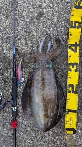 アオリイカの釣果