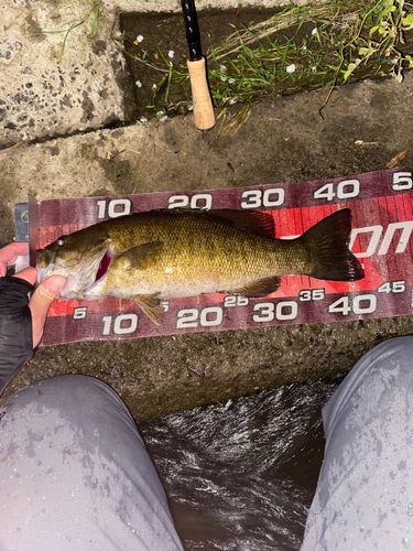 スモールマウスバスの釣果
