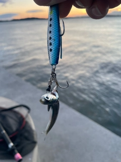 イワシの釣果