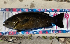 スモールマウスバスの釣果