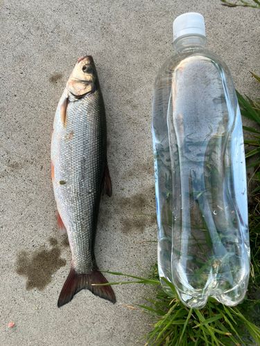 ウグイの釣果